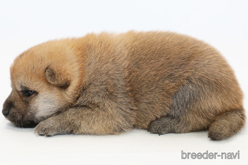 成約済の神奈川県の柴犬-342775の2枚目